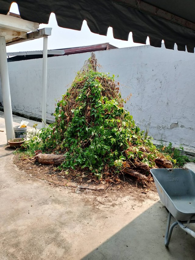 Tumbuhan yang menutupi tunggul pokok di kawasan halaman semasa kerja pembersihan.